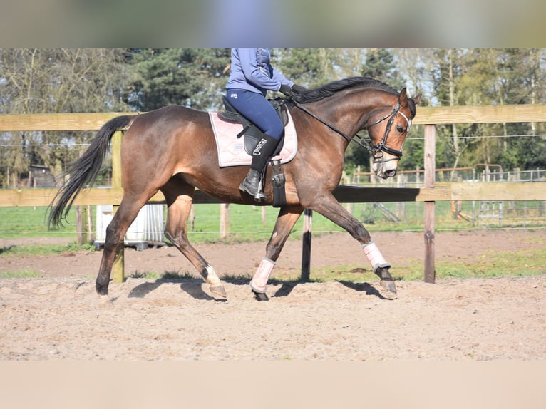 Other Breeds Gelding 10 years 16,2 hh Brown in Achtmaal