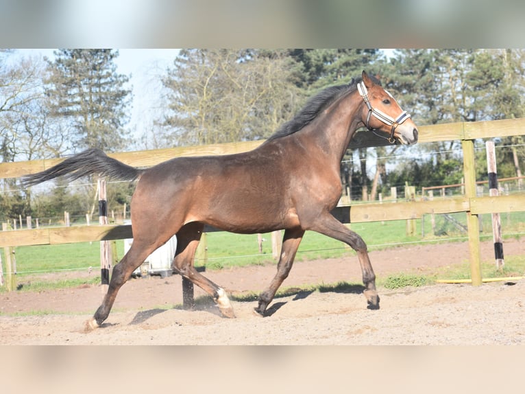 Other Breeds Gelding 10 years 16,2 hh Brown in Achtmaal