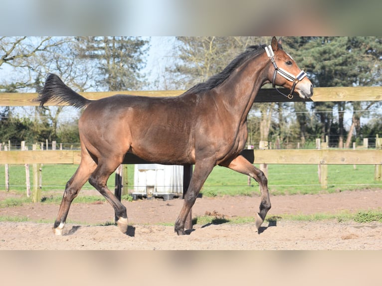 Other Breeds Gelding 10 years 16,2 hh Brown in Achtmaal