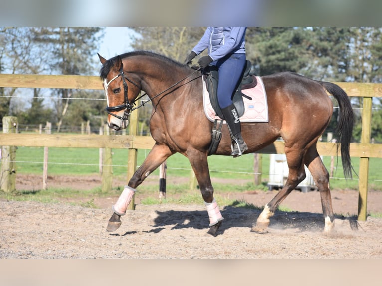 Other Breeds Gelding 10 years 16,2 hh Brown in Achtmaal