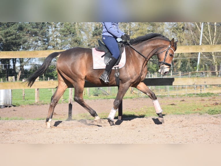 Other Breeds Gelding 10 years 16,2 hh Brown in Achtmaal