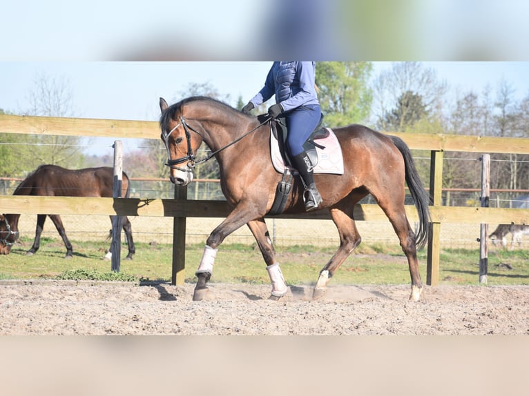 Other Breeds Gelding 10 years 16,2 hh Brown in Achtmaal