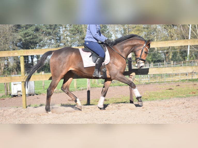 Other Breeds Gelding 10 years 16,2 hh Brown in Achtmaal