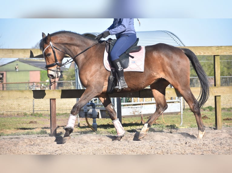 Other Breeds Gelding 10 years 16,2 hh Brown in Achtmaal