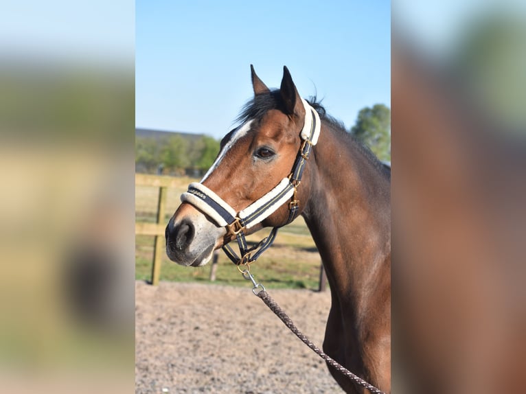Other Breeds Gelding 10 years 16,2 hh Brown in Achtmaal