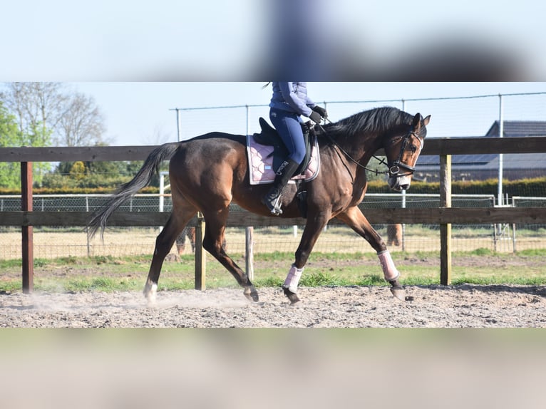 Other Breeds Gelding 10 years 16,2 hh Brown in Achtmaal