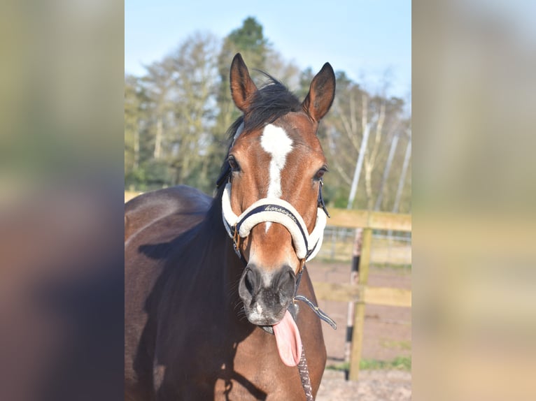 Other Breeds Gelding 10 years 16,2 hh Brown in Achtmaal