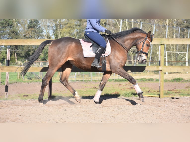 Other Breeds Gelding 10 years 16,2 hh Brown in Achtmaal
