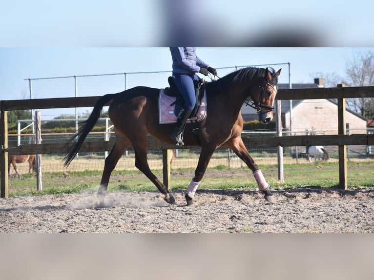 Other Breeds Gelding 10 years 16,2 hh Brown in Achtmaal