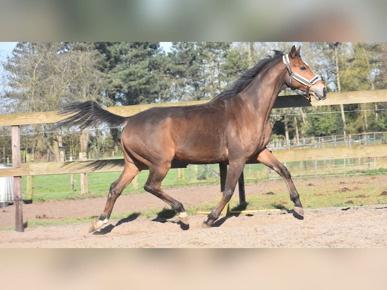 Other Breeds Gelding 10 years 16,2 hh Brown in Achtmaal