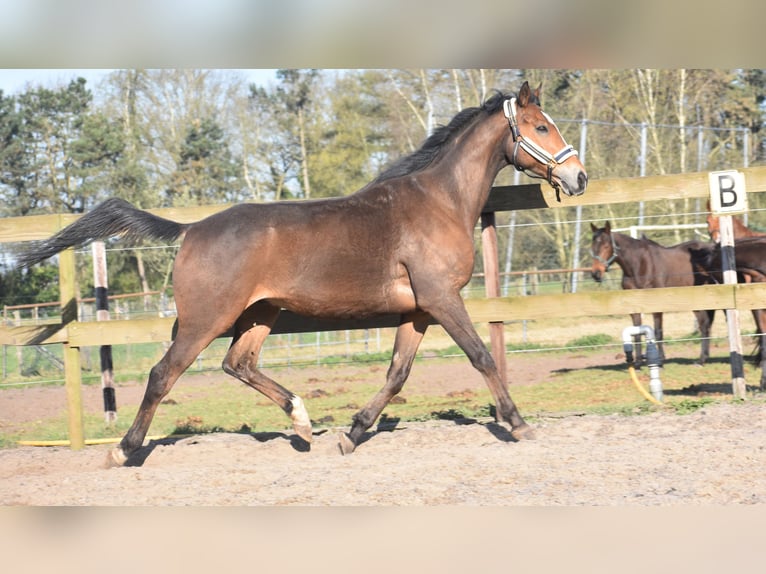Other Breeds Gelding 10 years 16,2 hh Brown in Achtmaal