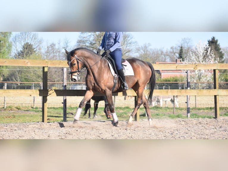 Other Breeds Gelding 10 years 16,2 hh Brown in Achtmaal