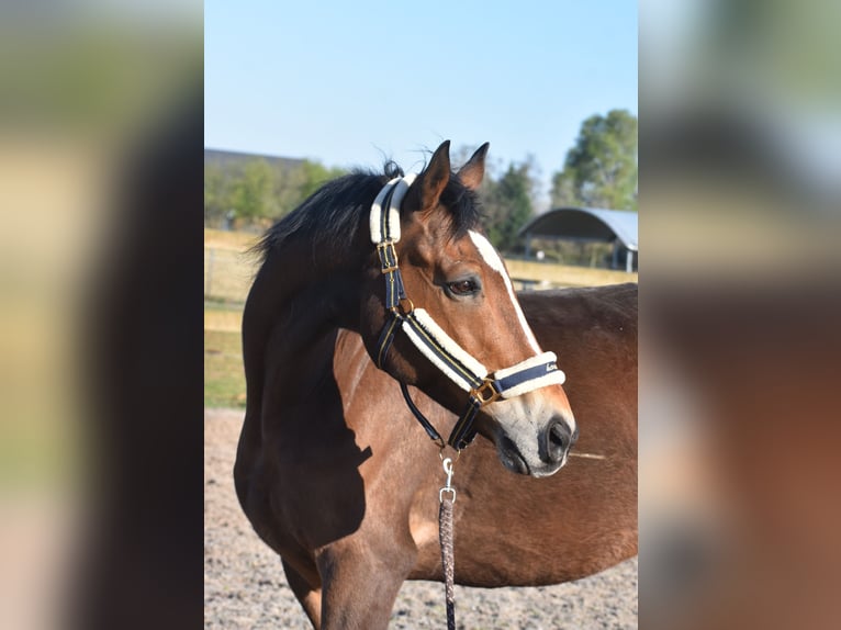 Other Breeds Gelding 10 years 16,2 hh Brown in Achtmaal
