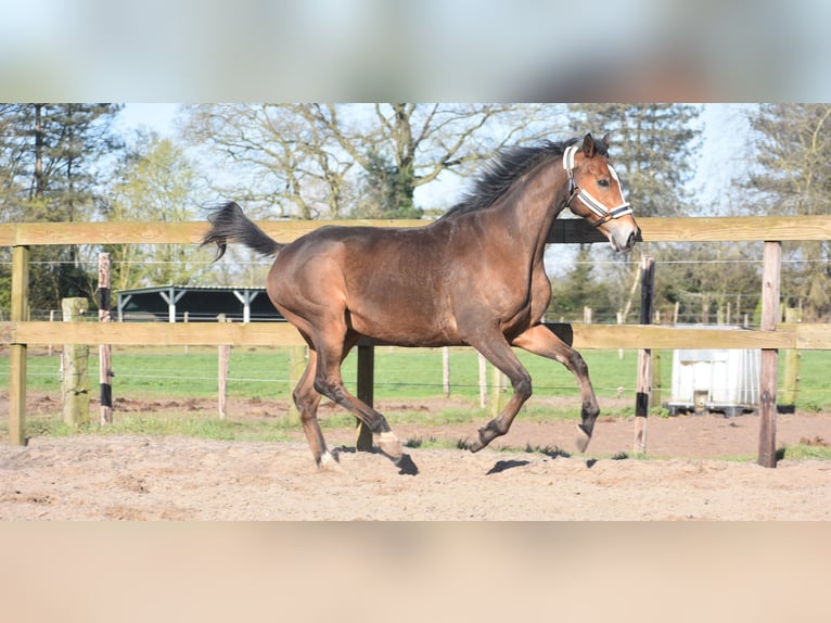 Other Breeds Gelding 10 years 16,2 hh Brown in Achtmaal