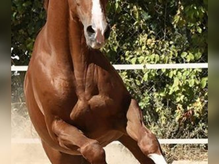 Other Breeds Mix Gelding 10 years 16,2 hh Chestnut in Alicante/Alacant