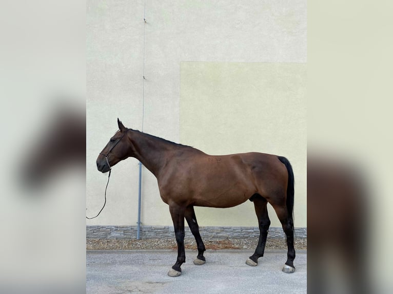 Other Breeds Gelding 10 years 17,1 hh Bay-Dark in Kosice