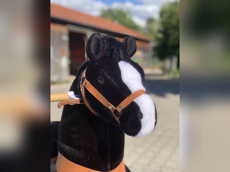 Other Breeds Gelding 10 years 6.3 hh Black in Mainbernheim