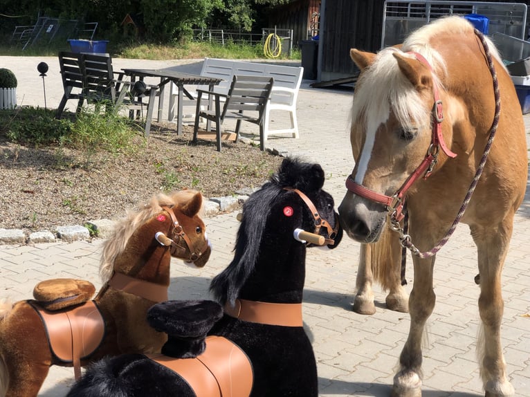 Other Breeds Gelding 10 years 6,3 hh Black in Mainbernheim