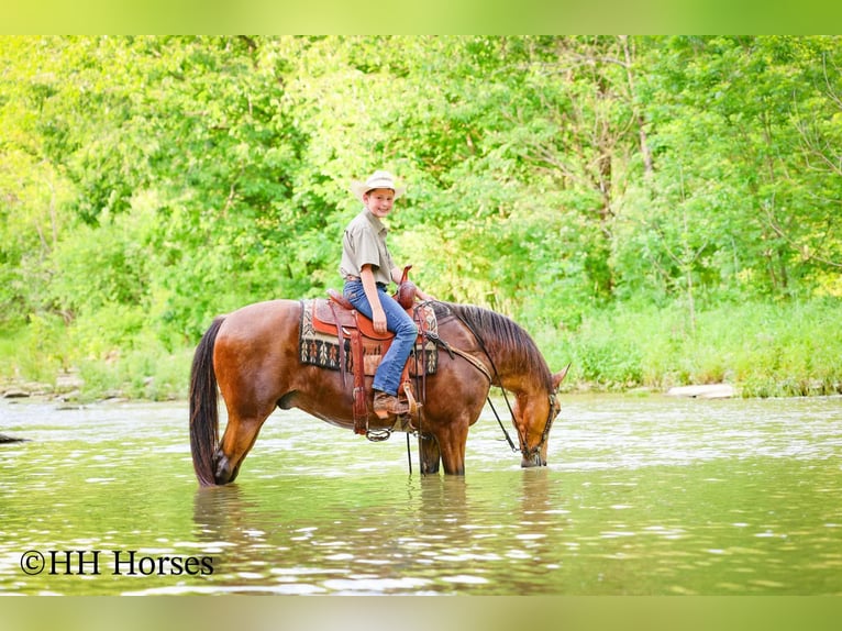 Other Breeds Gelding 10 years Buckskin in Flemingsburg
