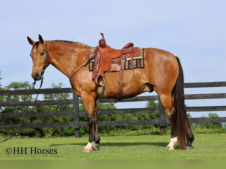 Other Breeds Gelding 10 years Buckskin in Flemingsburg