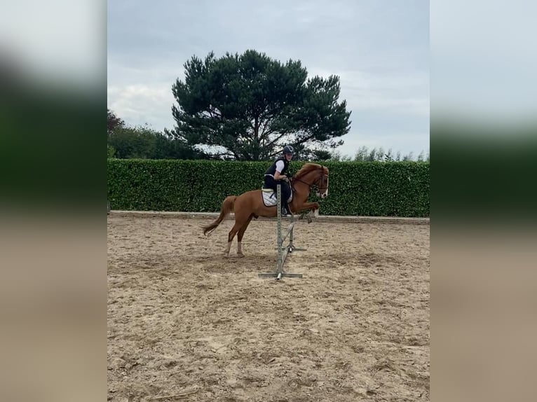 Other Breeds Gelding 11 years 14,1 hh Chestnut-Red in Sint-Oedenrode