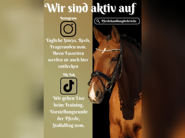 Other Breeds Gelding 11 years 14,3 hh Brown in Nettersheim