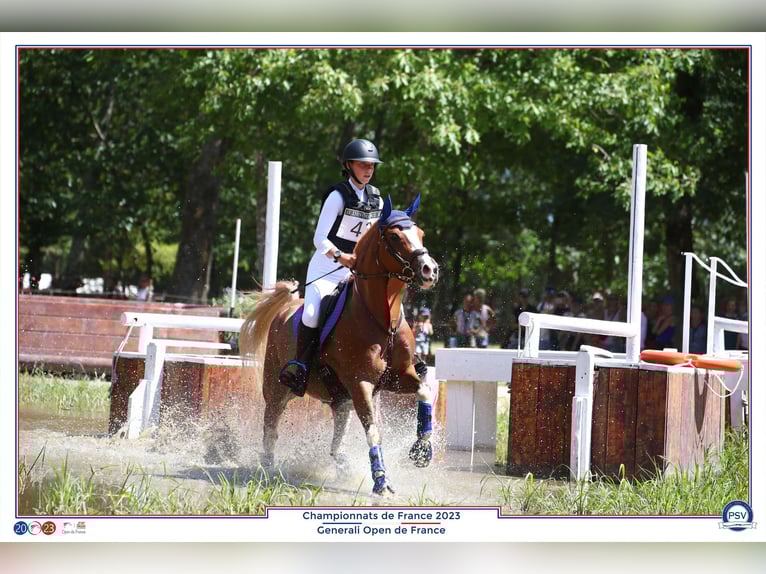 Other Breeds Mix Gelding 11 years 14 hh Chestnut-Red in Penin