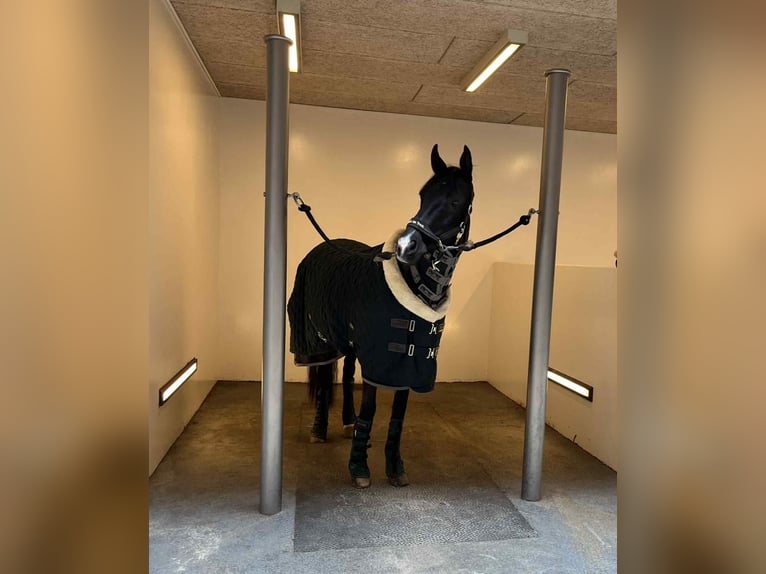 Other Breeds Gelding 11 years 14,2 hh Black in Randb&#xF8;l