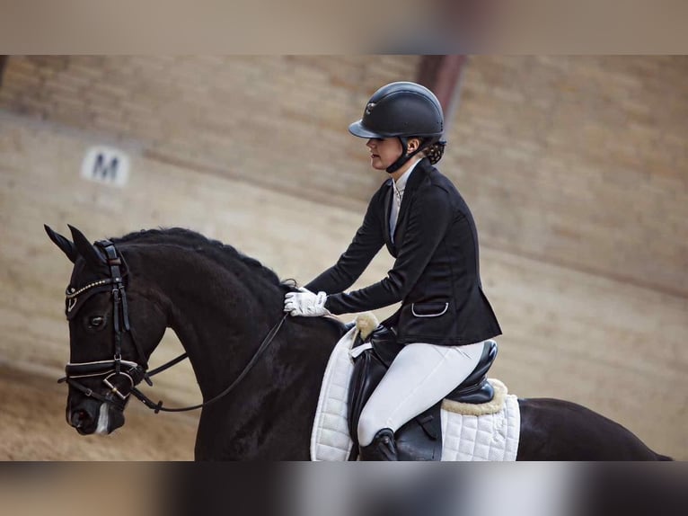 Other Breeds Gelding 11 years 14,2 hh Black in Randb&#xF8;l