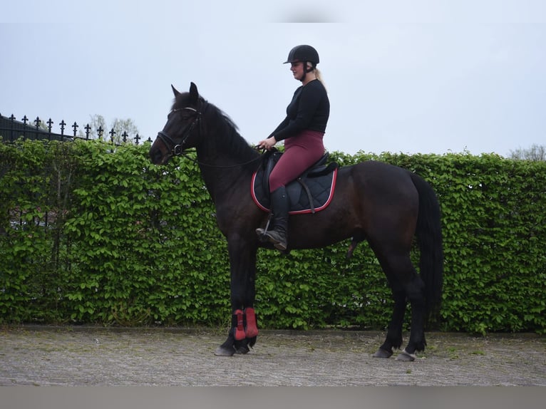 Other Breeds Gelding 11 years 15.2 hh Bay-Dark in Achtmaal