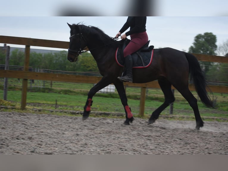 Other Breeds Gelding 11 years 15.2 hh Bay-Dark in Achtmaal