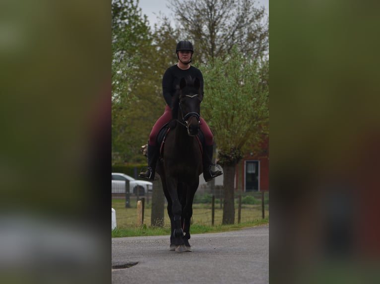Other Breeds Gelding 11 years 15.2 hh Bay-Dark in Achtmaal