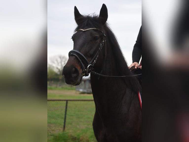 Other Breeds Gelding 11 years 15.2 hh Bay-Dark in Achtmaal