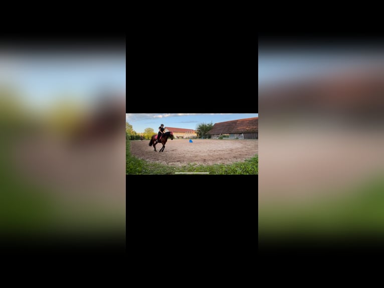 Other Breeds Gelding 11 years 15,2 hh Brown in Weilheim in OberbayerN