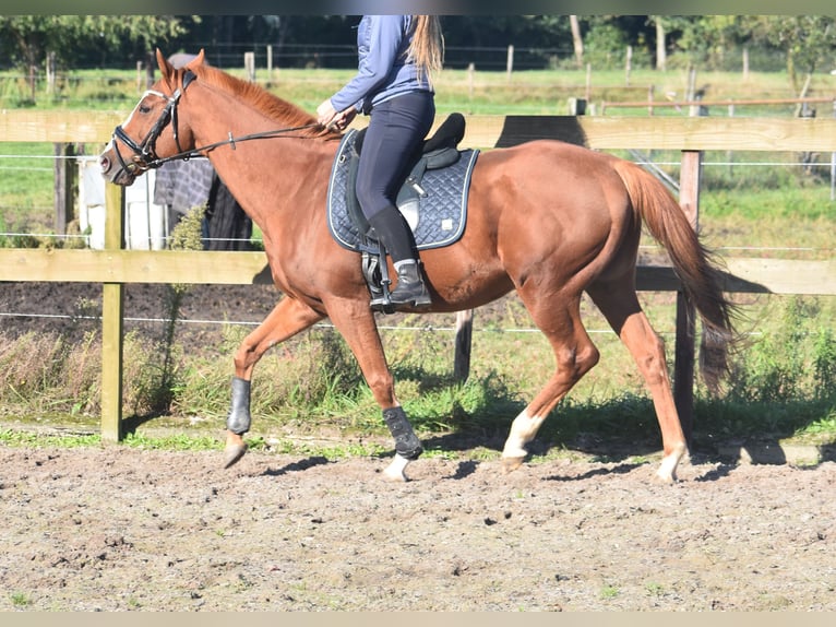 Other Breeds Gelding 11 years 15,2 hh Chestnut-Red in Achtmaal