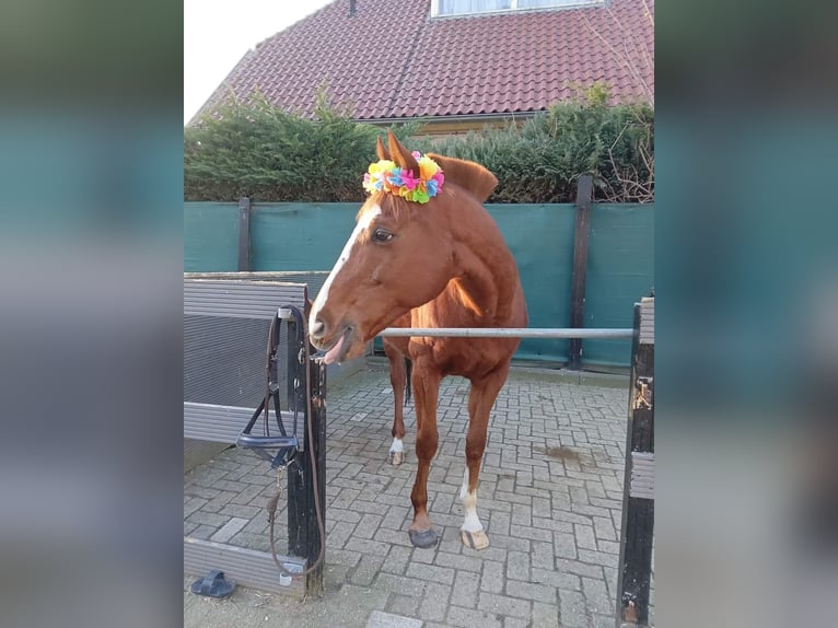 Other Breeds Gelding 11 years 15,2 hh Chestnut-Red in Achtmaal