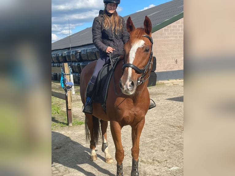 Other Breeds Gelding 11 years 15,2 hh Chestnut-Red in Achtmaal