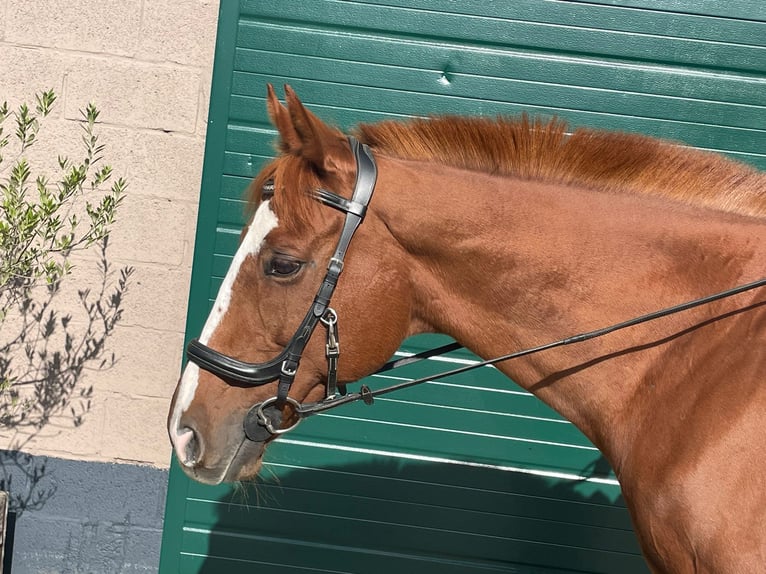 Other Breeds Gelding 11 years 15,2 hh Chestnut-Red in Achtmaal