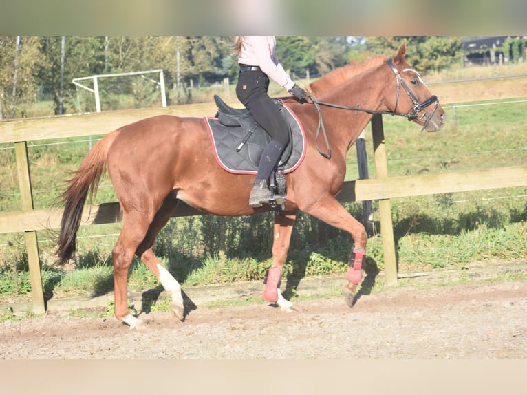 Other Breeds Gelding 11 years 15,2 hh Chestnut-Red in Achtmaal