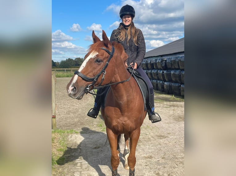 Other Breeds Gelding 11 years 15,2 hh Chestnut-Red in Achtmaal