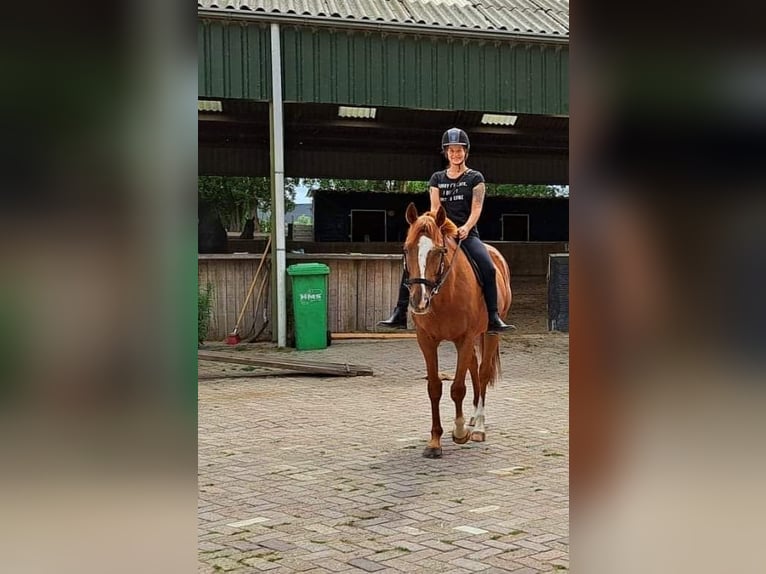 Other Breeds Gelding 11 years 15,2 hh Chestnut-Red in Achtmaal