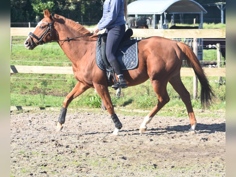 Other Breeds Gelding 11 years 15,2 hh Chestnut-Red in Achtmaal