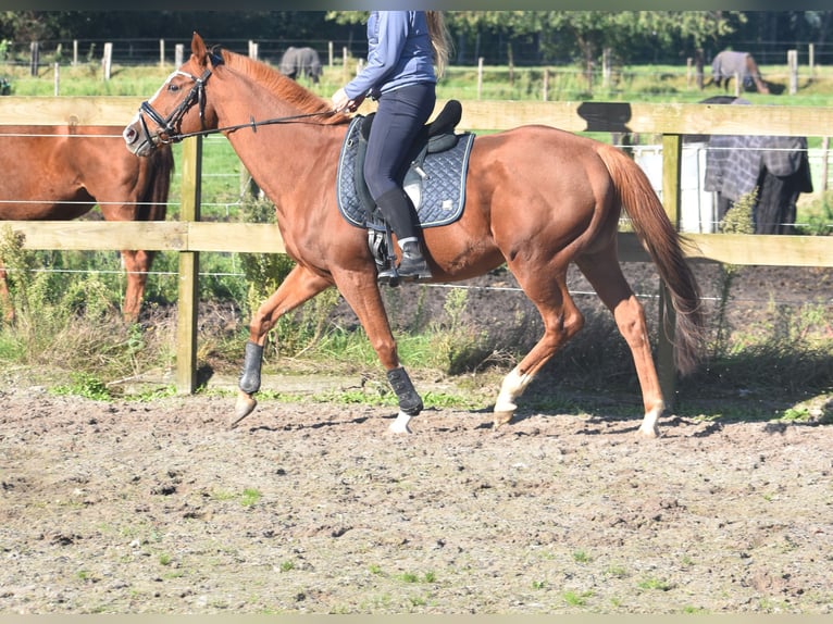 Other Breeds Gelding 11 years 15,2 hh Chestnut-Red in Achtmaal