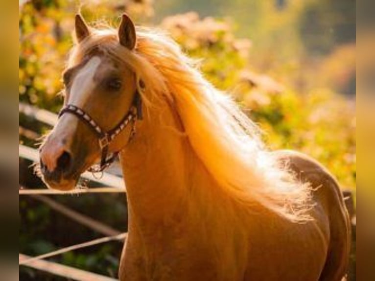 Other Breeds Mix Gelding 11 years 15.2 hh Overo-all-colors in Muhlbach sur Bruche