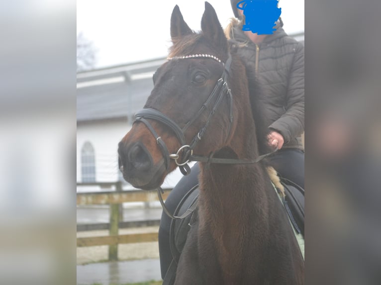 Other Breeds Gelding 11 years 15,3 hh Bay-Dark in Breda