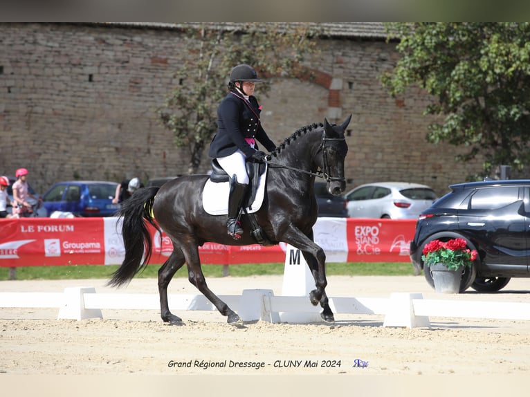 Other Breeds Gelding 11 years 15,3 hh Black in Perrignier