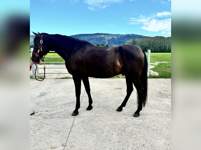 Other Breeds Gelding 11 years 15,3 hh Black in Perrignier