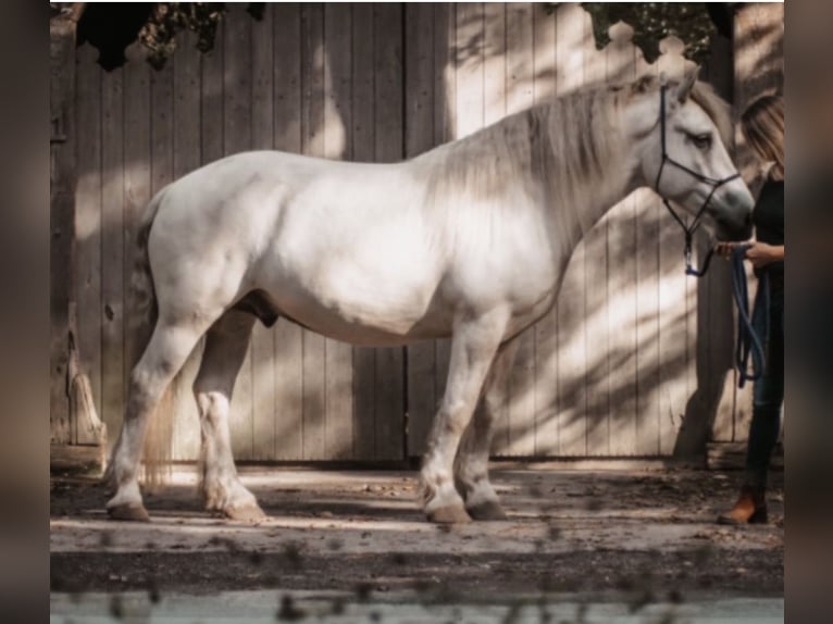 Other Breeds Gelding 11 years 15 hh  in Bielefeld
