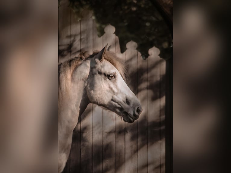 Other Breeds Gelding 11 years 15 hh  in Bielefeld