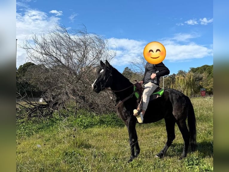 Other Breeds Gelding 11 years 15,1 hh Black in Solarino